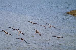 Dynamic and Static Videos | Panshi Clamp-billed Storks Dance Gracefully, Like a Painting