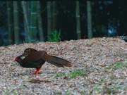 Rare! National First and Second-Class Protected Animals Forage Together