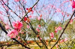 Early Spring: March Already Sees Plum Blossoms Leaping onto Branches - Recommended to Visit Shangrao Xinzhou City South Park and Wuzhou Huangling!