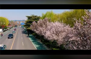 ‘Drunkenly Beautiful Licheng’ - Holding Your Sleeve, Let's Wander Through the Lilac Sea of Licheng