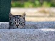 Bookstore Cat Adoption Leads to Booming Business: Online Users Say 'It's the Cat's Gratitude'