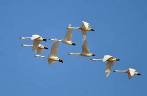 Why Do Swans Migrate North and Return in 3 Days?