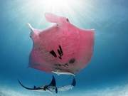 Extremely Rare! The World's Only Pink Bat Discovered Again by Humans, Like an Elf