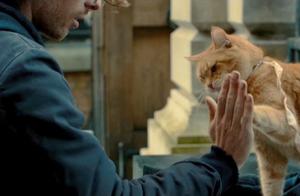 Even if there are these 8 benefits, you still won't be fooled into adopting a cat!