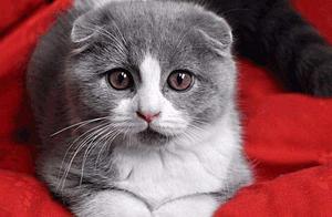 Cats Suitable for Beginners