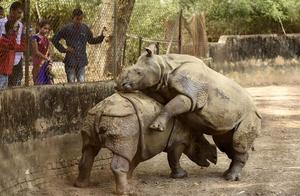 Indian Rhinoceros Makes Debut, 'Fights' with Each Other