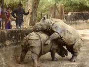 Indian Rhinos Make Their Debut, Engage in 'Fight'