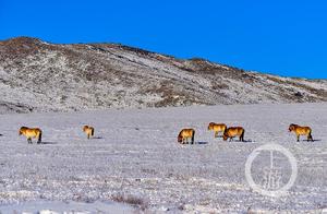 Upstream Images·Photographer Xiaoshuan's Lens on Mongolia ④ | 'Wild Horses' on the Steppe – Przewalski's Horse