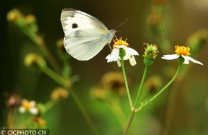 Hainan Qionghai: Spring Warmth, Flower Fragrance, Butterflies Rejoice