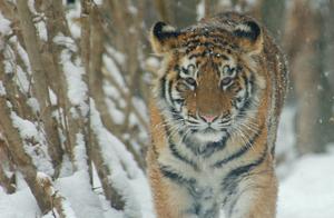 How Strong Are Siberian Tigers Really? No Lion Would Be Taken Seriously, Foreigners Don't Dare to Introduce