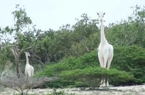 The Unique White Female Long-Necked Giraffe and Her Child Were Killed by Poachers, Leaving Only a Pile of Bones