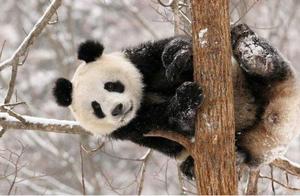 Foreign Borrowing of Giant Pandas, Refusal to Return, Proposes Exchange Conditions