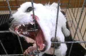 Punishing Bichon Frises: Avoid These 5 Methods, or They Will 'Hate You'