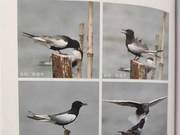 White-winged Black Skimmers of the Yellow River Delta