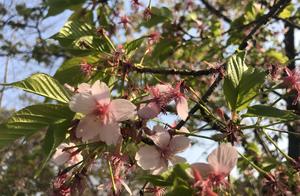 Travel Topic: #Wake Up and Enjoy the Good Times #Cherry Blossom Date