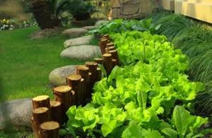 The Most Memorable Vegetable Patch