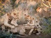 Heartbreaking Scene in South Africa's Hunting-Restricted Area: Five Young Lions Capture a Giraffe Calf, Touching Resulting Abdomen