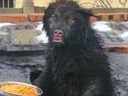 Alaska Suddenly Transforms into 'High-Copy Wild Boar'