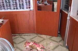 The 'Bloody Puddle' Corgi That Shocked the Entire Internet