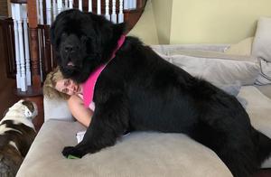 20 Dog Lovers Who Ended Up Raising Giant Monsters with Insatiable Appetites