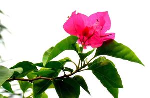 May Fragrant Grass Bring Good Fortune and Happiness