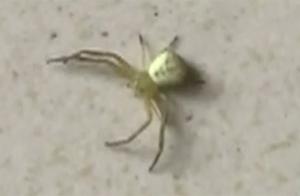 Human-like Spider Appears on Cherry Tree? Clear Facial Pattern Visible on Abdomen - Experts Say