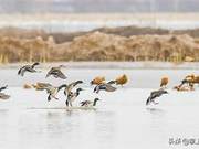 Haihe Lake, Hohhot, Welcomes Migratory Waterbirds