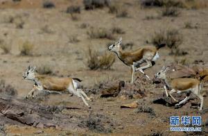 Beautiful Creatures on the China-Mongolia Borderline