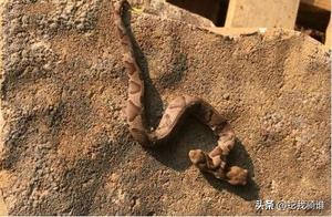 American Woman Discovers Wild Two-Headed Copperhead! Are Their Toxins Twice as Strong?