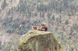 Dujiangyan Dragon Pool Park Hike: Encounter with Monkey Troops - Including a Sentinel, the Monkey King, and a 'Maid'
