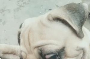 Dog Chewing Tiles Instead of Bone, Netizens Scold Owner!