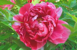 Enjoy Peonies: No Need to Go to Luoyang - Zhengzhou Expo Park Offers a Feast for the Eyes!