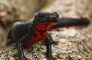 Oriental Fire Dragon, the species most resembling a dragon and extremely rare and valuable.