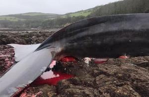 18-Meter Whale Stranded on Beach, Images Capture Its Final, Tragic Moments