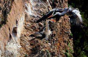 Shiyan, Hubei: Sprites Dancing on the Cliffside