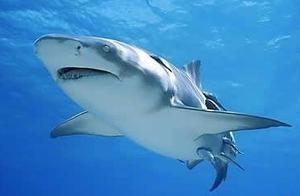 Do Sharks Need to Sleep? How Do They Sleep?
