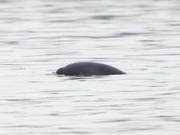 Chinese White Dolphin Reappears in Bai Sha Long River of Dongting Lake After 30 Years