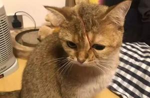 Seeing a Bloodstain on the Cat's Face Upon Returning Home
