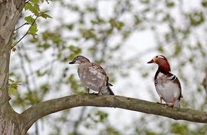 Hangzhou: Mandarin Ducks 'Choosing Homes' in White Poplars