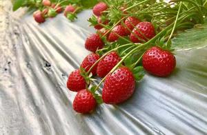 Baihua Zhuang Strawberry Farm in Shenzhen Opens! Strawberries are Big and Sweet, Go Now While It's Not Crowded!