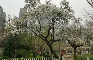 Old Pear Tree Blooms Early at Shimen Park in Shijiazhuang