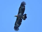 Ivory-billed Sea Eagle Soars in Bohsan Qinghua Sea, a Rare Species Listed as Endangered