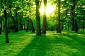 Psychology: Where Do You Want to Rest Under Which Tree When You're Tired? Test Reveals What Good Fortune You'll Encounter!