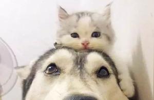 Compared to this couple, your dog food is ridiculously weak!