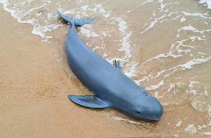 Hoping Dolphin Recovers Quickly After Rescue from Haikou Beach