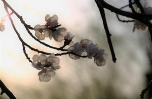 Several Apricot Blossom Poems, Falling Like a Shower of Apricot Blossoms