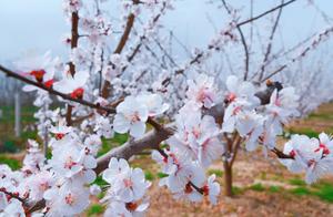 SurroundingPeach Blossoms Blooming at the Foot of Changling