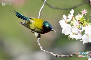 Little Sprite Arrives: China's Smallest Bird Spotted in Mount Lu