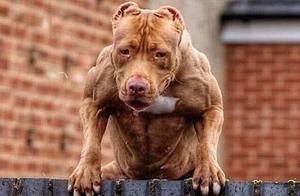 The ‘Four Fools and Three Idiots’ in the Dog World: Does Your Dog Make the List?