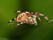 Unique Flying Techniques Allow Spiders to Travel Across Oceans and Seas to Visit You